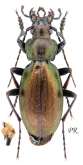 Carabus (Neoplectes) daphnis tsekuricus Belousov, 1992