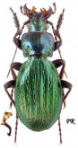Carabus (Neoplectes) edithae exedithae Gottwald, 1985