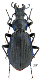 Carabus (Neoplectes) ibericus lafertei Chaudoir, 1846