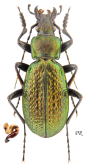 Carabus (Neoplectes) ibericus lafertei Chaudoir, 1846