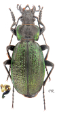Carabus (Neoplectes) ibericus montreuilianus Deuve, 2014