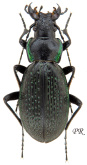 Carabus (Neoplectes) ibericus montreuilianus Deuve, 2014