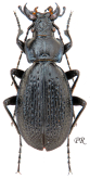 Carabus (Neoplectes) ibericus montreuilianus Deuve, 2014