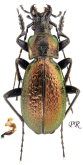 Carabus (Neoplectes) ibericus titarenkoi Zamotajlov & Fominykh, 2014