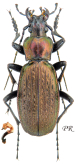 Carabus (Neoplectes) koltzei faunus Kurnakov, 1970