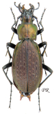 Carabus (Neoplectes) koltzei faunus Kurnakov, 1970