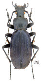 Carabus (Neoplectes) koltzei heikertingeri Mandl, 1955