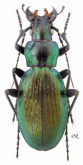 Carabus (Neoplectes) komarowi komarowi Reitter, 1882