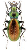 Carabus (Neoplectes) komarowi Reitter, 1882