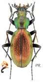 Carabus (Neoplectes) komarowi Reitter, 1882