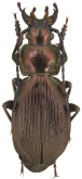 Carabus (Neoplectes) kratkyi felicitanus Reitter, 1893 (as porcellus)