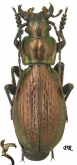 Carabus (Neoplectes) kratkyi kratkyi Ganglbauer, 1890