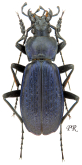 Carabus (Neoplectes) protensus protensoides Novotny & Vorisek, 1988
