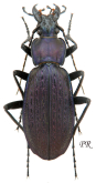 Carabus (Neoplectes) protensus protensoides Novotny & Vorisek, 1988