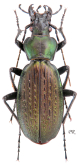 Carabus (Neoplectes) protensus protensus Schaum, 1864