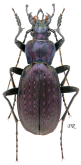 Carabus (Neoplectes) protensus protensus Schaum, 1864