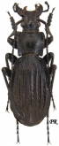 Carabus (Neoplectes) reitteri laevisternis Starck, 1890