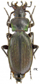 Carabus (Neoplectes) starckianus babukensis Zamotajlov, 1988