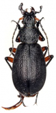 Carabus (Pagocarabus) nanschanicus edacis Cavazzuti, 2006