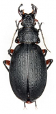 Carabus (Pagocarabus) nanschanicus edacis Cavazzuti, 2006