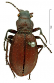 Carabus (Pagocarabus) wagae wagae Fairmaire, 1882 