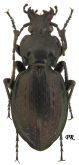 Carabus (Nesaeocarabus) abbreviatus Brulle, 1835