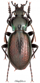 Carabus (Nesaeocarabus) abbreviatus Brulle, 1835