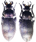 Carabus (Ohomopterus) albrechti tohokuensis Ishikawa, 1984