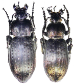 Carabus (Ohomopterus) albrechti freyi van Emden, 1932