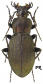 Carabus (Ohomopterus) albrechti albrechti Morawitz, 1862
