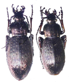 Carabus (Ohomopterus) albrechti okumurai (Ishikawa, 1966)