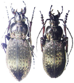 Carabus (Ohomopterus) chugokuensis chugokuensis (Nakane, 1961)