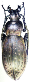 Carabus (Ohomopterus) arrowianus nakamurai (Ishikawa, 1966)
