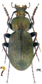 Carabus (Ohomopterus) yamato kitai (Imura, 2004)