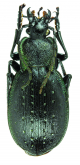 Carabus (Oreocarabus) ghiliani (as negrei Breuning, 1966)