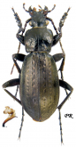 Carabus (Oreocarabus) latro minshanensis Deuve, 1987