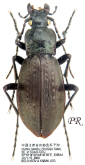 Carabus (Hypsocarabus) mikhaili mikhaili Deuve & Mourzine, 1997