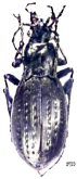 Carabus (Oreocarabus) tewoensis Deuve, 1992