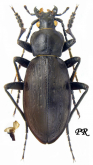 Carabus (?Oreocarabus) titanus Breuning, 1933