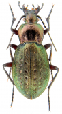 Carabus (Orinocarabus) concolor concolor Fabricius, 1792