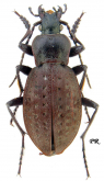 Carabus (Orinocarabus) concolor lepontinus Born, 1908