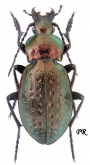 Carabus (Orinocarabus) fairmairei pelvicus Cavazzuti, 1973