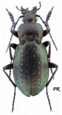 Carabus (Orinocarabus) fairmairei fenestrellanus Beuthin, 1899
