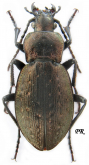 Carabus (Orinocarabus) fairmairei heteromorphus Daniel, 1896