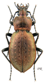 Carabus (Orinocarabus) sylvestris haberfelneri Ganglbauer, 1892