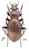 Carabus (Orinocarabus) sylvestris sylvestris (as micklitzi Sokolar, 1910)