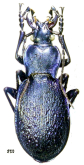 Carabus (Oxycarabus) saphyrinus notabilis Roeschke, 1898
