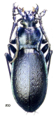 Carabus (Oxycarabus) saphyrinus saphyrinus Cristoforis & Jan, 1837
