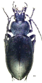 Carabus (Pachycarabus) imitator katherinae Reitter, 1898