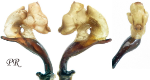 Carabus (Pachycarabus) koenigi Ganglbauer, 1886